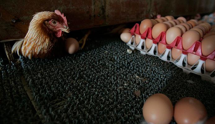 Flu scrambles egg production