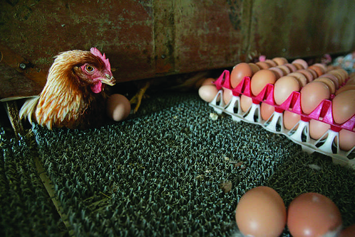 Laura Schmitt/The Daily Iowan

A chicken peeks under the partician that seperates the chicken from the collected eggs in Eli Bontragers chicken farm. Cage-free chickens, which are given  1- 1.5 feet of space, are housed in barns like this that eventually supply the Univesity of Iowa Campus. Farmers Hen House, the supplier of these eggs, is located in the rural Kalona and gathers eggs from about 35-40 different farms, most of them Amish.