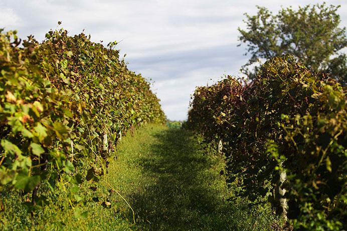 Vines are seen at Cedar Ridge Winery and Distillery near Swisher on Thursday. Cedar Ridge was the first licensed distillery in the state of Iowa after Prohibition. (The Daily Iowan/Jordan Gale)