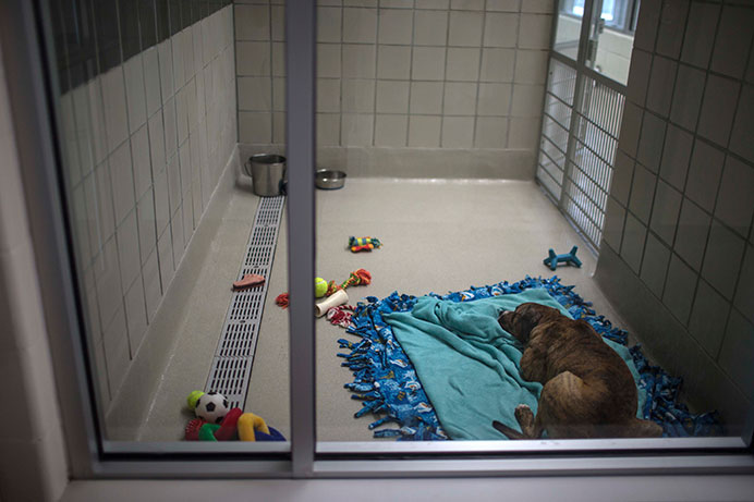 A dog named Jimmy Jack sits on the floor inside a kennel on Tuesday. Jimmy Jack is one of several dogs that were available for adoption at the time of the visit. (The Daily Iowan/Sergio Flores)