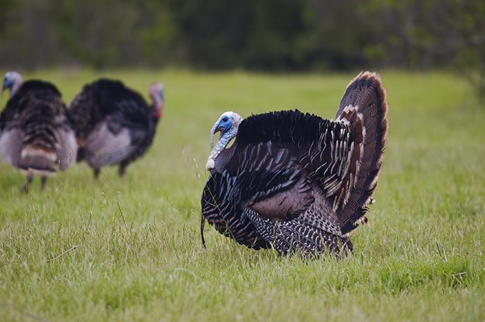 Turkey Industry Set For Gobble Down Day The Daily Iowan