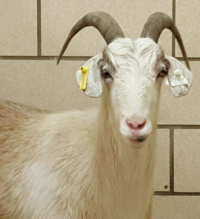 The goat that went missing in January. (University of Iowa)