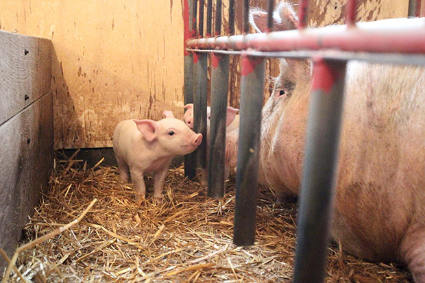 Panel ponders U.S. hog industry