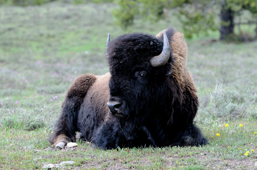 Via Wikimedia Commons  by Hans Stieglitz at https://commons.wikimedia.org/wiki/Bison_bison#/media/File:Yellowstone-0120.jpg
