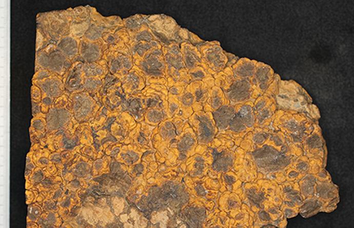 Students involved within the Geoscience program at the University work on digitizing fossils for record keeping on Monday, June 13. The fossil known as Stromatalite is shown here. (The Daily Iowan/Jordan Gale)