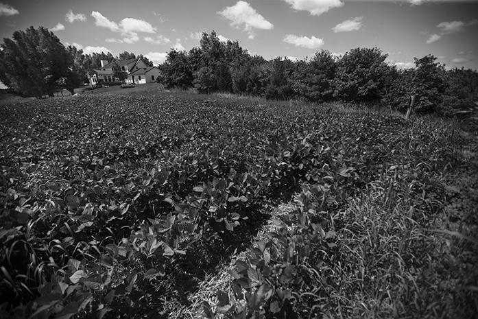 The Meade Family Farm is shown from Tiffin on Tuesday, June 28, 2016. This particular farm has been in the hands of the Meade family for over one hundred years. (The Daily Iowan/Brooklynn Kascel)