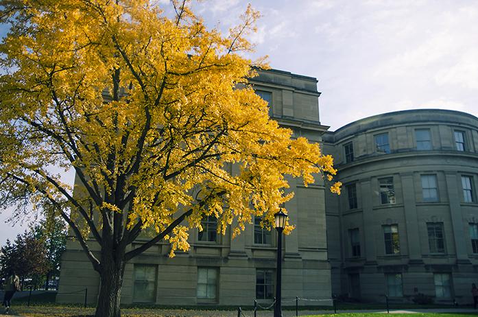 A tree by the UI pentacrest on Monday, Nov. 7, 2016. The city of Iowa City is working with Plan-It Geo to conduct a tree inventory. (The Daily Iowan/Olivia Sun)