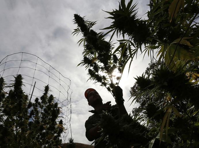 FILE - In this Oct. 12, 2016 file photo, Aaron Gonzalez removes a branch from a marijuana plant on grower Laura Costas farm near Garberville, Calif. California law enforcement officials objected Wednesday, April 5, 2017, to Gov. Jerry Browns proposed streamlining of the states marijuana regulations, saying his plan could endanger public safety. Browns administration released documents late Tuesday outlining proposed changes to square the states new recreational pot law with its longstanding law on medical marijuana. (AP Photo/Rich Pedroncelli, File)