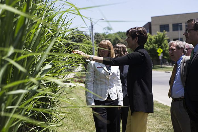 Iowa Gov. Kim Reynolds inspects at a miscanthus grass during a visit on the University of Iowa campus to learn about diversifying biomass fuel sources on at the Cambus Maintenance Facility on Wednesday, June, 7, 2017. Iowa Gov. Kim Reynolds and Lt. Gov. Adam Gregg met with University of Iowa President J. Bruce Harreld and other university experts on their visit while discussing the universitys biomass portfolio. (The Daily Iowan/Joseph Cress)