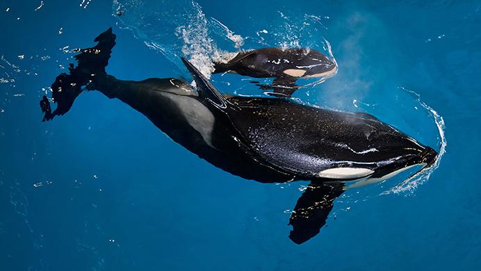 Orca Takara helps guide her newborn to the water’s surface as the calf takes one of its first breaths at SeaWorld San Antonio, Wednesday, April 19, 2017, in San Antonio. The company based in Orlando, Fla., announced the birth Wednesday. The calf is the last in a generation of whales bred in confinement. (Chris Gotshall, SeaWorld Parks &amp; Entertainment via AP)