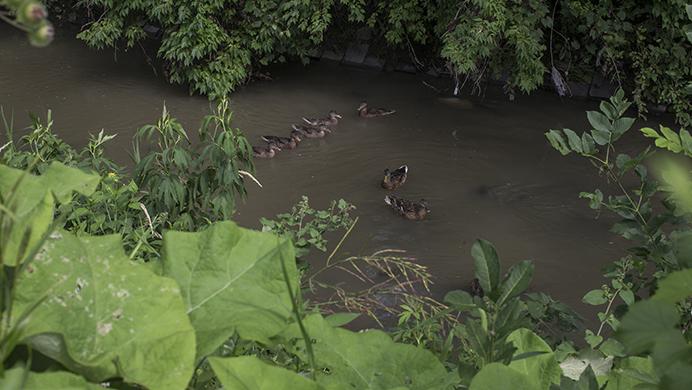 FILE - In this file photo, ducks float in Ralston Creek behind New Pioneer Co-Op in Iowa City on July 12, 2016. (Joseph Cress/The Daily Iowan)