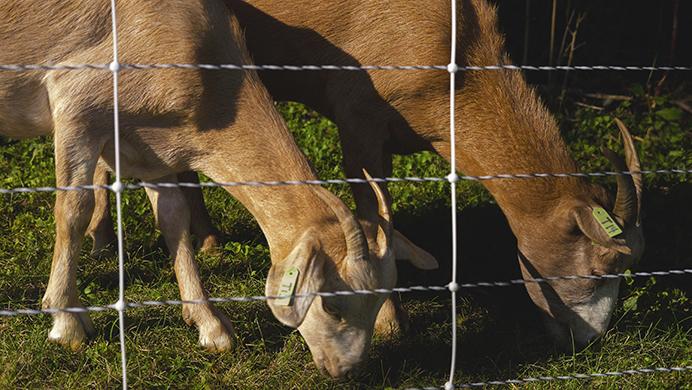 Goats graze on underbrush at City High as part of the Goats on the Go program on Monday. Goats on the Go allows organizations to rent goats as an ecologically sound alternative to herbicidal sprays for brush control. (Nick Rohlman/The Daily Iowan)