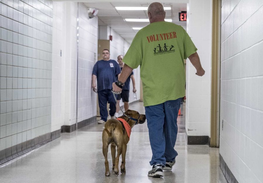 Terry, an inmate volunteer walks Russ, a shelter dog on Tuesday Oct. 10, 2017. Russ was placed at the Iowa Medical Classification Center as part of a program where inmates teach shelter dogs obedience and help to rehabilitate them for adoption or placement. Ford oversees the program where inmates at the IMCC volunteer to work with rescued dogs from the shelter as well as providing preliminary training for some service dogs. (Nick Rohlman/The Daily Iowan)