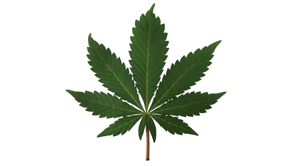 Federal+government+makes+moves+to+decriminalize+marijuana