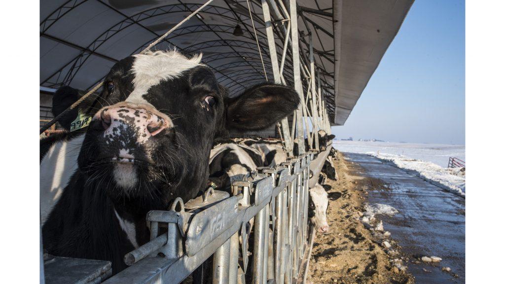 Cows are seen at the Blomme family farm in Ladora, Iowa on Tuesday, Feb. 13, 2018. The farm, which produces corn, soybeans, pork, and beef, has been in the family for over 80 years. (Ben Allan Smith/The Daily Iowan)
