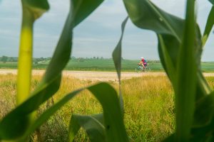 A biker pedals through rural cornfields close to the outskirts of Aspinwall, Iowa. 