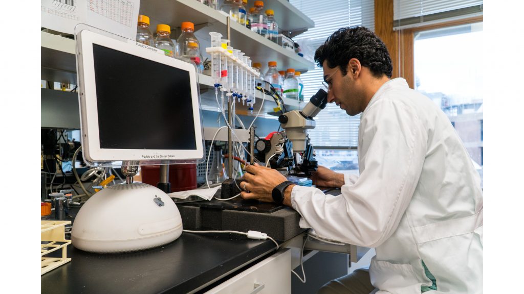 Tahsin Khataei, a research assistant in the Benson Laboratory of Internal Medicine, works in his lab.  Khataeis research has pointed to high-intensity interval training as a way to manage pain. (Roman Slabach/The Daily Iowan)