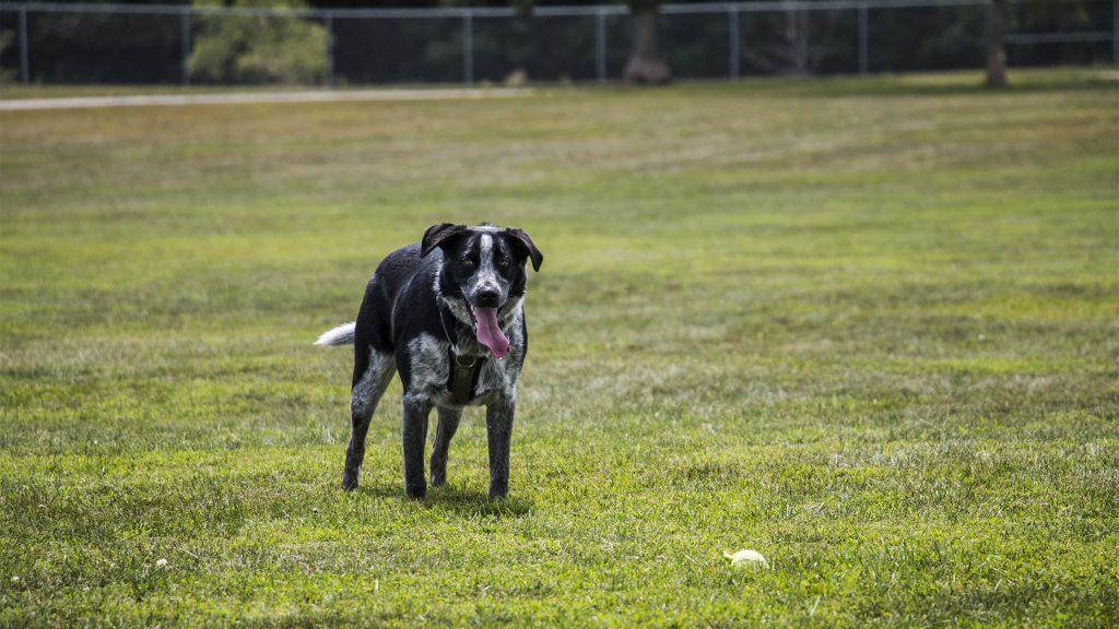 A dog plays with a tennis ball at Thronberry Off-leash Dog Park on Aug. 1, 2018. (Katina Zentz/The Daily Iowan)