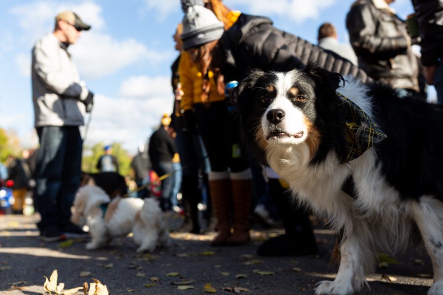 Fans tailgate before the Iowa-Maryland football game on Saturday, Oct. 20, 2018. 