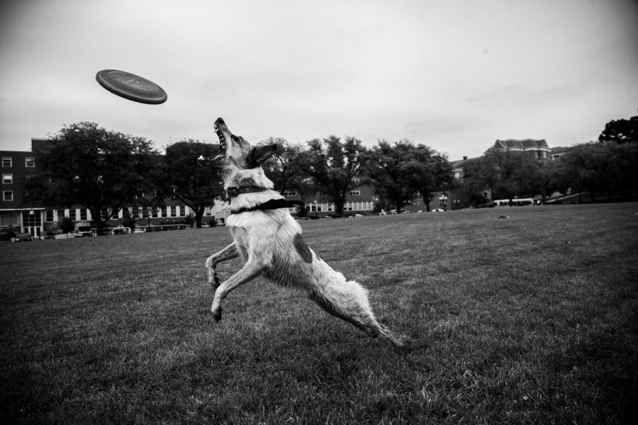 Apollo catches a frisbee thrown by Jennifer McCarron in Hubbard Park on Tuesday, Oct. 2, 2018. McCarron brings Apollo to Hubbard Park because it's on campus and a good excuse to get outside. 