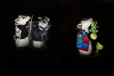 Taxidermy mice, crafted by UI student Janiece Maddox, are seen at her apartment on Tuesday, January 22, 2019. Maddox started her taxidermy practice around a year ago. (Katina Zentz/The Daily Iowan)