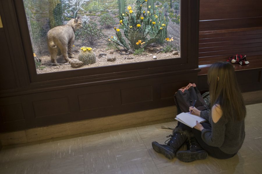 An artist sketches in the Museum of Natural History in MacBride Hall for Art Nite on Thursday, Feb. 7, 2019. 