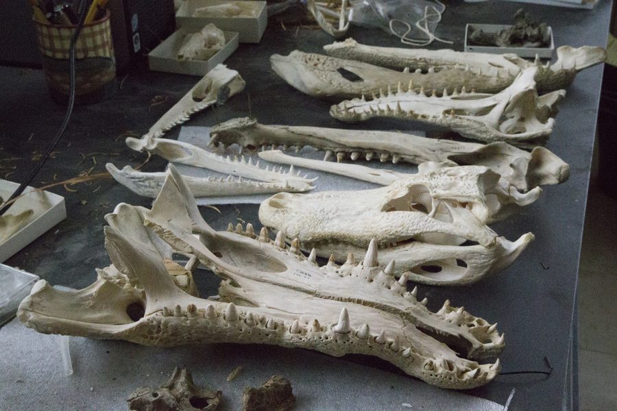 A collection of specimens from the evolutionary order crocodylomorphia at Trowbridge Hall on Feb. 13.