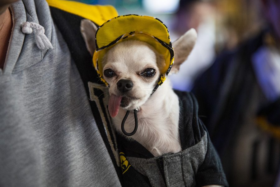 Otto, a Chihuahua, poses for a photo during the Hawkeye Huddle at Tin Roof before the womens big ten basketball game vs. Indiana on Friday, March 8, 2019. Otto has been yelling go hawks the whole way here, owner Chris Wells said. 
