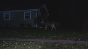 A deer strolls around a yard in Iowa City in Noember 2017.