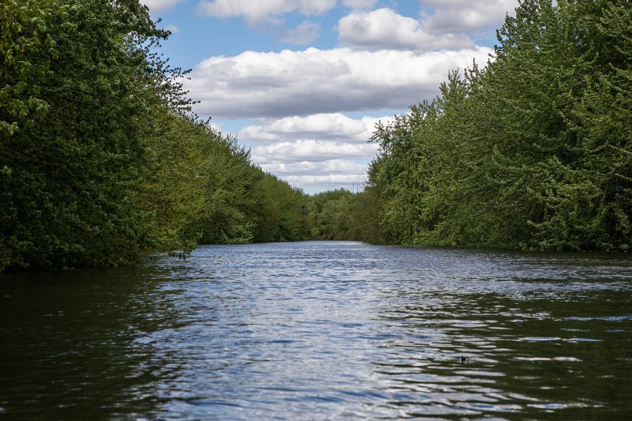 The trees lining either side of the Iowa River south of Belmond, Iowa, guides paddlers downstream. In normal river levels, the bottoms of the tree trunks would be visible. 