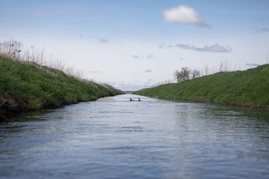 A pair of geese guide their goslings down the beginning channel of the Iowa River’s west branch on May 20, 2019. Birds and other wildlife live among the wilderness habitats along the river banks. 