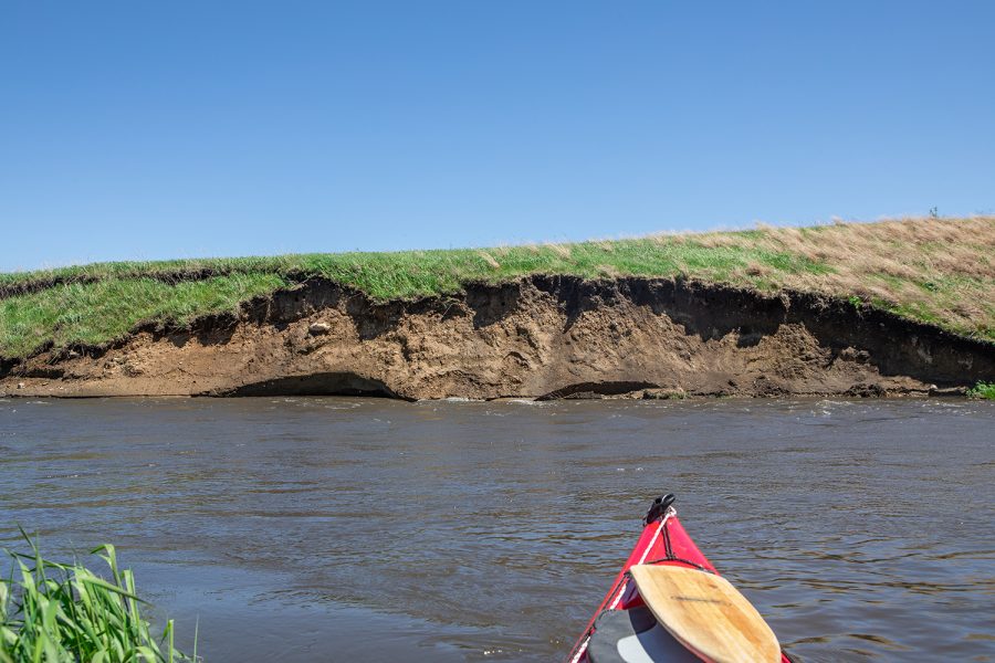 A section of the bank on the Iowa River indicate sloughing of the soil into the river on May 22, 2019. As flooding increases, the banks of streams become steep, decreasing habitability for wildlife and decreasing the likelihood that nitrates will be absorbed into vegetation along the river banks. 