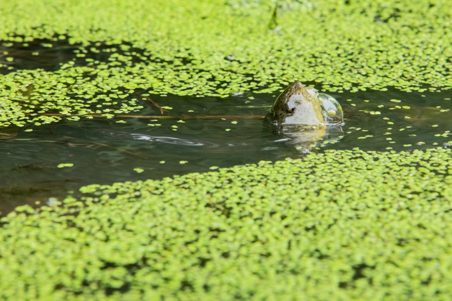 A tadpole breaches a bubble to take a breath at Arney Bend Wildlife Area on May 29, 2019. Arney Bend is managed by the Marshall County Conservation Board.