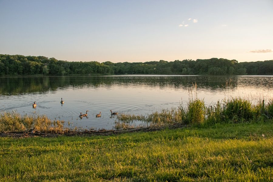 Geese sit along the peaceful bank of Coralville Reservoir on the evening of June 10, 2019.