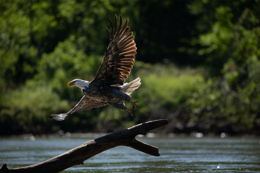 A Bald Eagle spreads its wings on the banks of the Iowa River on May 13, 2019. Bald Eagles commonly build nests near bodies of water, making easier to access prey such as fish.