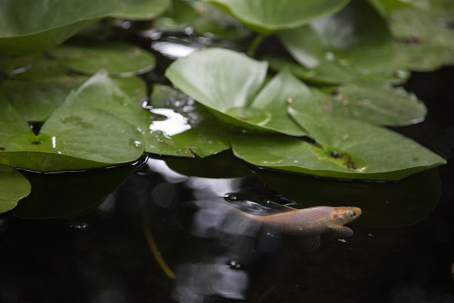 A golden fish and water lily are seen in Jack and Shirley Lekin’s garden during Open Gardens on Saturday, July 13, 2019. Open Gardens are garden walks hosted by Project Green on July 13-14, 2019. (Tian Liu/The Daily Iowan)