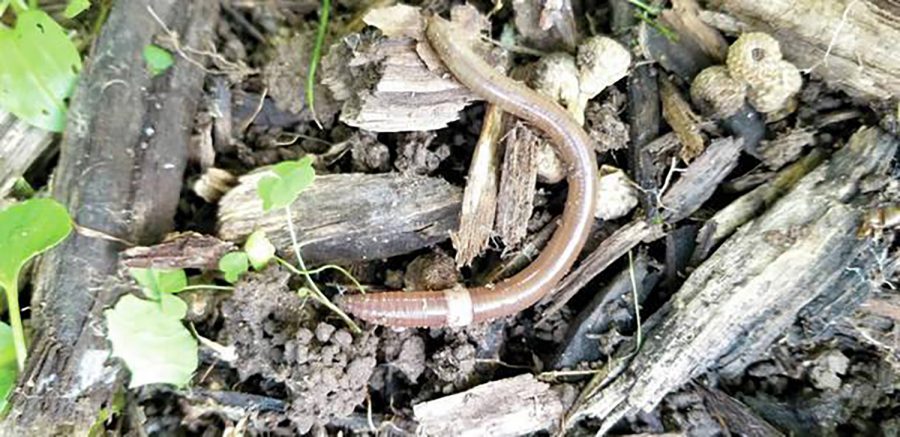 A+jumping+worm+found+in+Linn+County.+The+invasive+species+has+been+found+in+seven+Iowa+counties%2C+including+Story+County%2C+since+2018.+Photo+by+Karla+McGrail%2FIowa+State+University+Extension%2C+Cedar+Rapids.