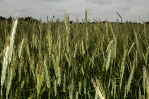The numerous blades of wheat in one of Dick Sloan’s many farm fields is seen on the morning of June 18, 2019. Sloan utilizes no-till, cover crops, and prairie strips as practices to reduce nutrient runoff and soil erosion. 