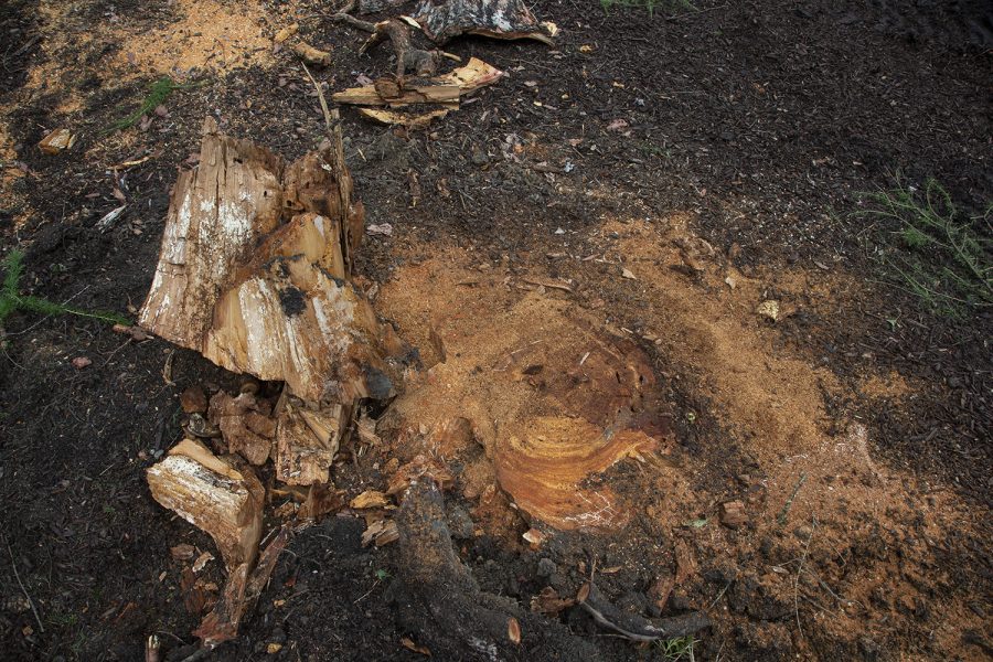 A European Larch tree is seen fallen on the Pentacrest on Tuesday, Sept. 10, 2019. (Katie Goodale/The Daily Iowan)