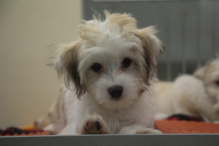 A+puppy+looks+through+the+window+of+its+kennel+at+Petland+in+Iowa+City+on+Wednesday%2C+Sept.+25%2C+2019.+Iowa%E2%80%99s+Secretary+of+Agriculture%2C+Mike+Naig%2C+proposed+new+rules+that+would+improve+living+conditions+for+domestic+animals.