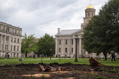 A European Larch tree is seen fallen on the Pentacrest on Tuesday, Sept. 10, 2019.