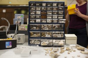 A portion of a fossil collection sits out in Trowbridge Hall on the University of Iowa campus on Oct. 15, 2019. The collection, which includes approximately 18000 fossils, was donated to the UI in August by Fort Dodge resident Robert Wolf. 