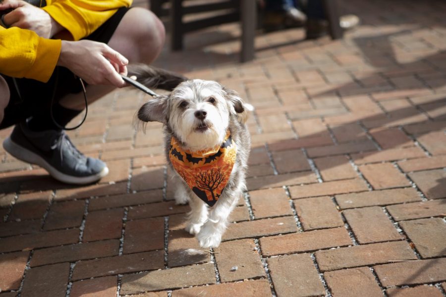 A+dog+displays+Halloween+spirit+at+Wag-O-Ween.+Wag-O-Ween+was+hosted+by+Last+Hope+Animal+Rescue+and+was+held+at+Big+Grove+Brewery+on+Sunday%2C+October+20%2C+2019.+%28Nichole+Harris%2FThe+Daily+Iowan%29