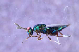 Parasitic wasp species seen taking control of several hosts with ‘particularly grim’ behaviors