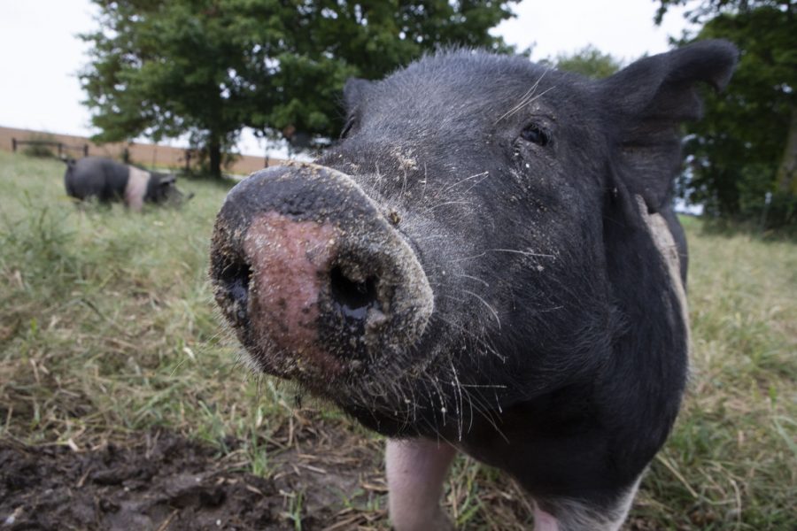 One of the Biermans’ pigs walks around land they share with neighbors outside Tipton, Iowa on Sunday, October 6, 2019. Jamie Bierman said it’s hard not to smile when the pigs come out to greet her. 