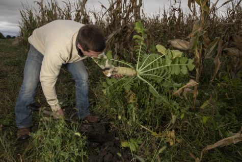 Farmer and Agricultural Consultant Mitchell Hora holds a tillage radish near his field on Oct. 11. Radishes are one of several cover crops planted to promote soil health in Hora’s fields.