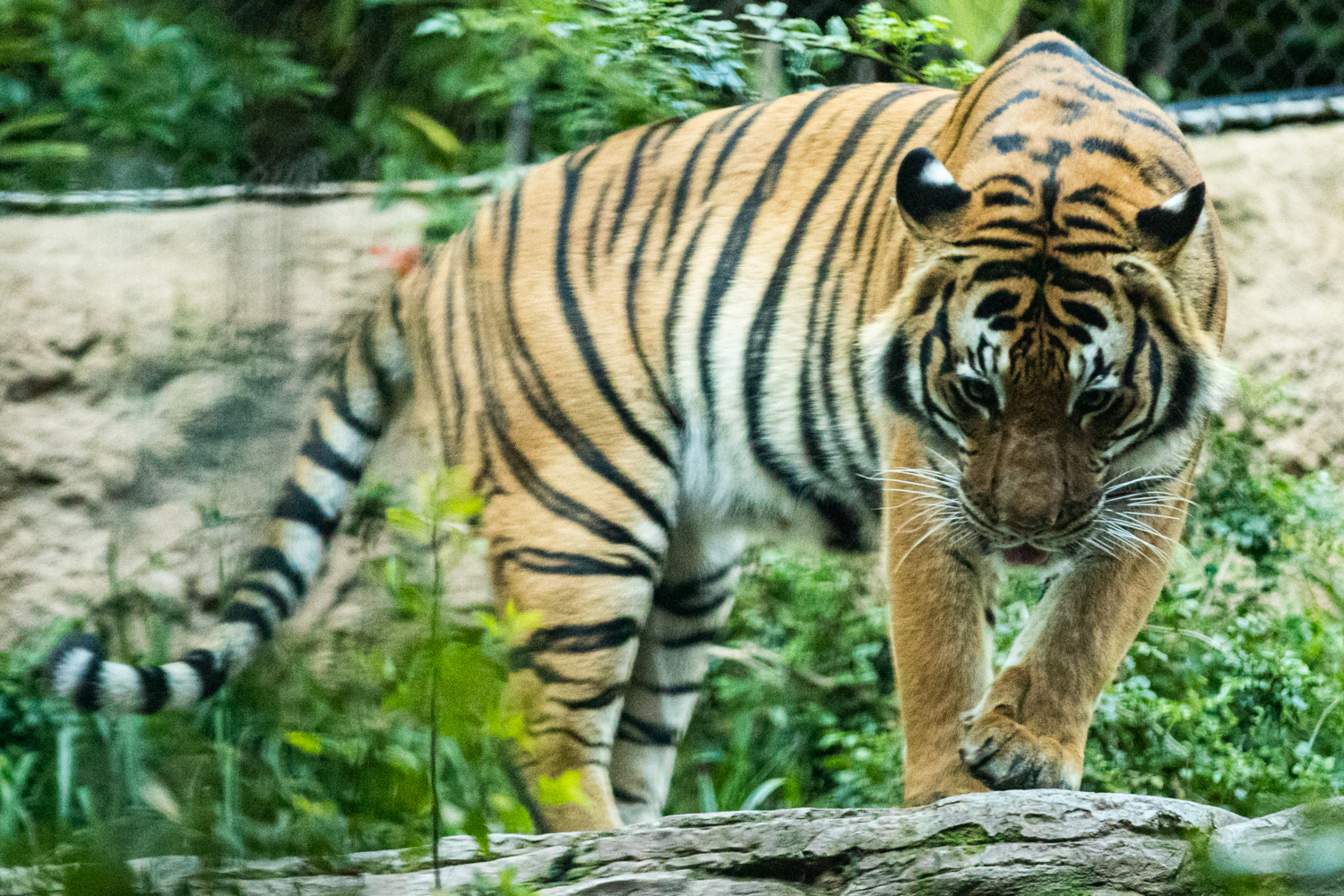 Opinion: Tiger King misses the opportunity to bring awareness to animal ...