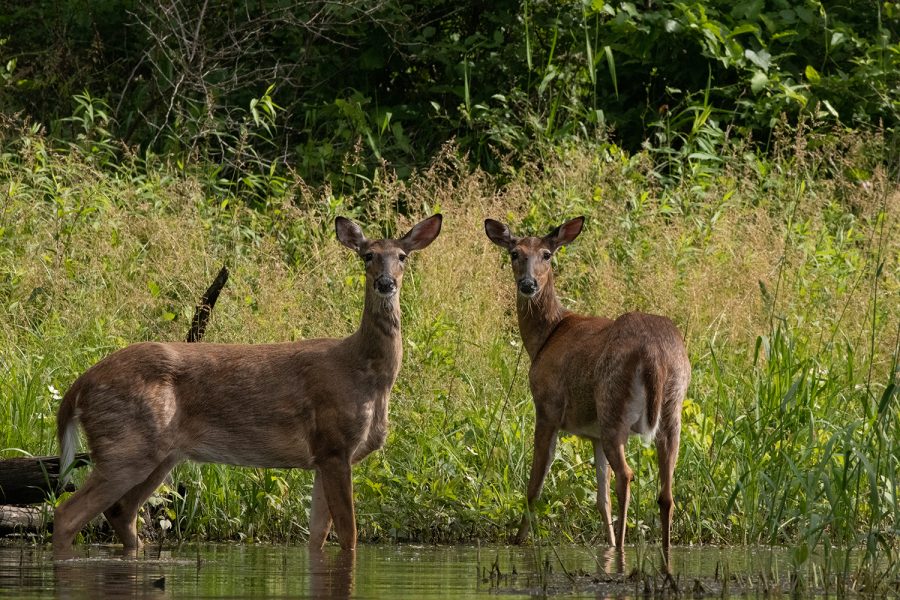 A+pair+of+deer+stand+along+the+riverbank+of+the+Iowa+River+north+of+Iowa+City+on+June+11%2C+2019.+