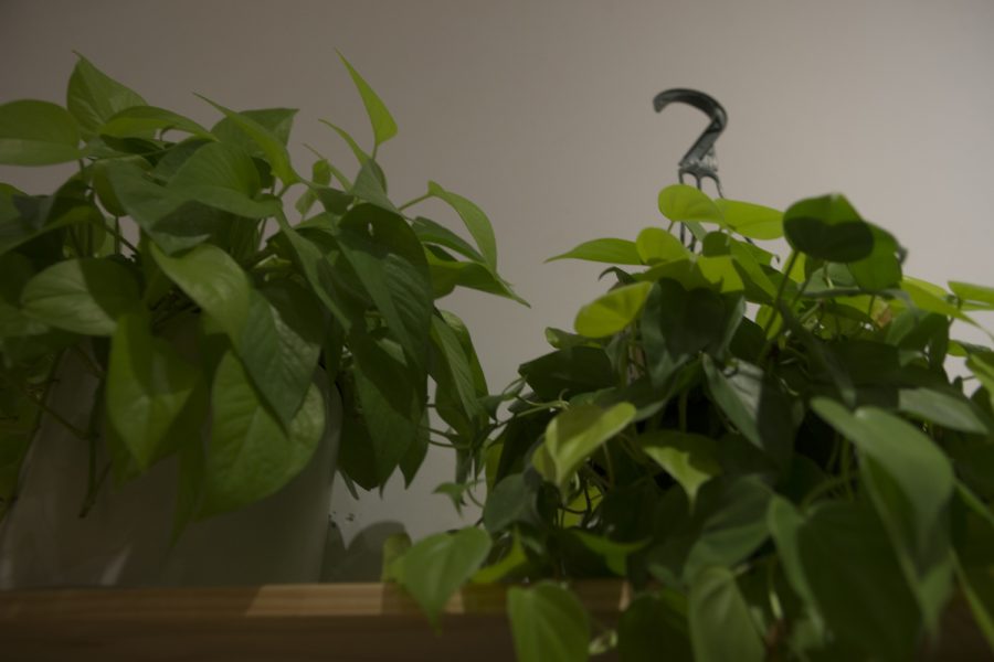 A pothos plant is seen inside Moss on Monday, Feb. 17, 2020. 