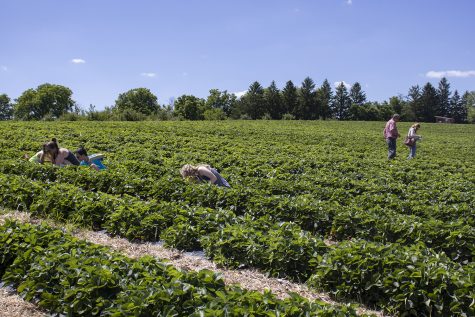 Visitors pick strawberries on Thursday, June 25, 2020 at Wilsons Orchard and Farm. For the first time, the orchard is open in the summer season for strawberry picking and plans to continue offering other, pre-picked berries until the fall.